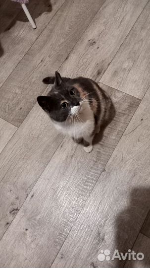 Кошка бесплатно