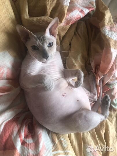 Отдам кошечку