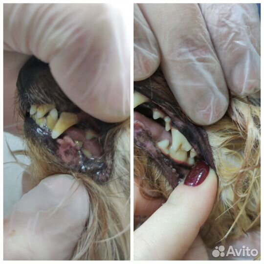 Ультразвуковая чистка зубов для собак, животных