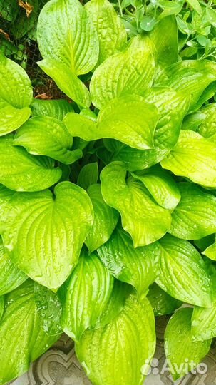 Саженцы хосты