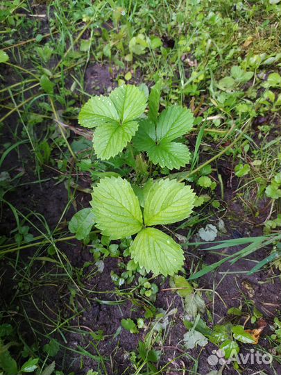 Клубника усы, отростки укоренëнные