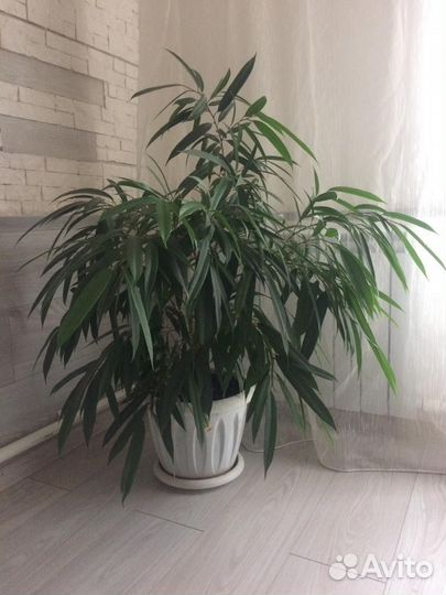 Комнатные цветы