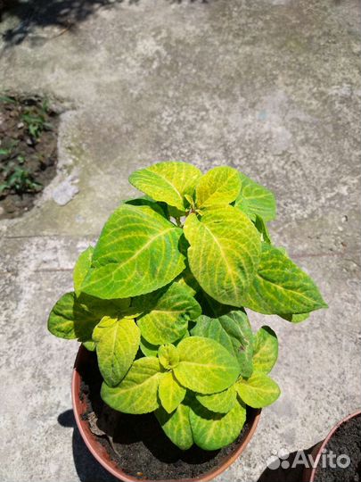 Растения для сада