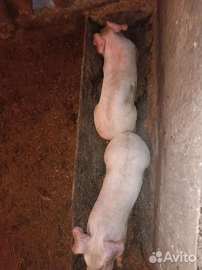 Поросенок гибрид