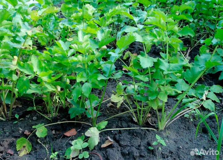 Пастернак семена