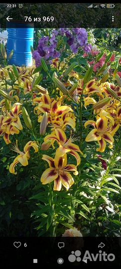 Вива ла вида