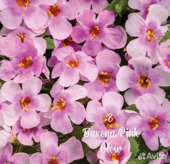 Бакопа вегетативная