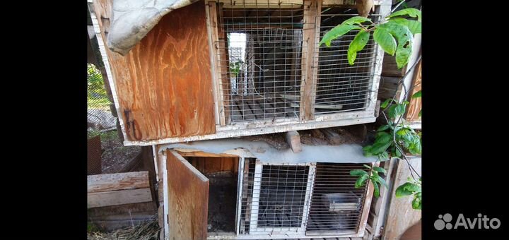 Клетка для кроликов с маточником