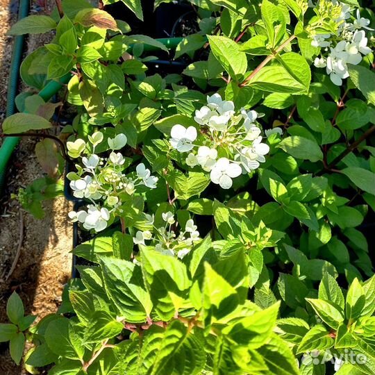 Гортензия Голиаф из питомника растений