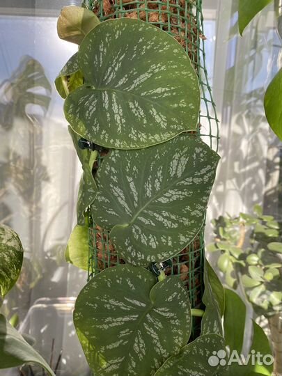 Монстеры и эпипремнумы на срез