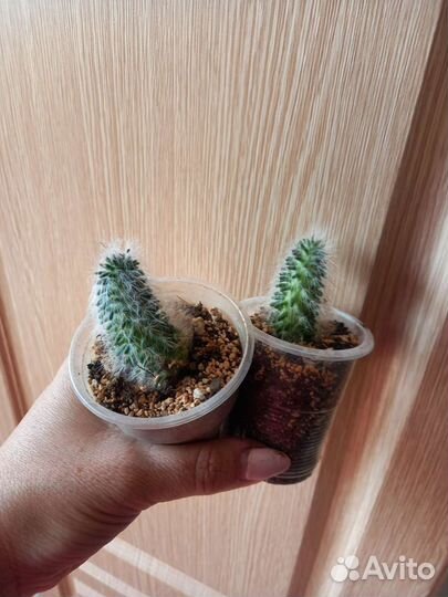 Кактус и стапелия на выбор