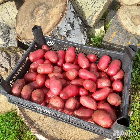 Картофель Сюрприз с розовой сердцевиной