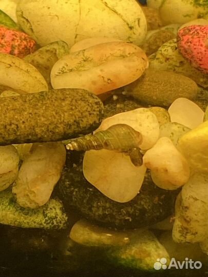 Улитки мелании