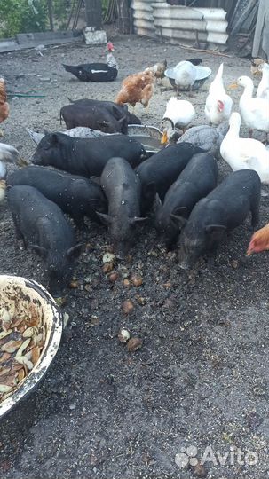 Продам свиноматку