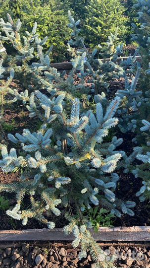 Ель-Пихта-Сосна