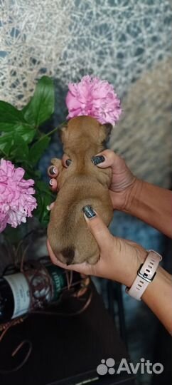 Французский бульдог