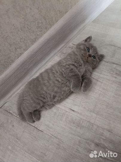 Британские котята