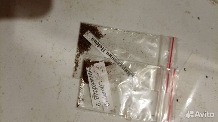 Семена табака, укропа,мелиссы,мяты