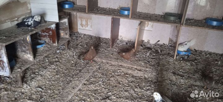 Николаевские и кировоградские