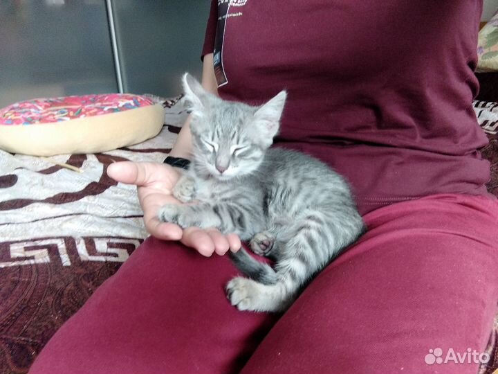 Лучший котёнок (девочка 2 мес)