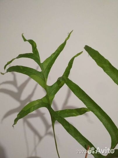 Папоротник Дринария вариегатная