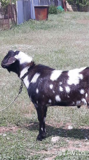 Нубийский козел