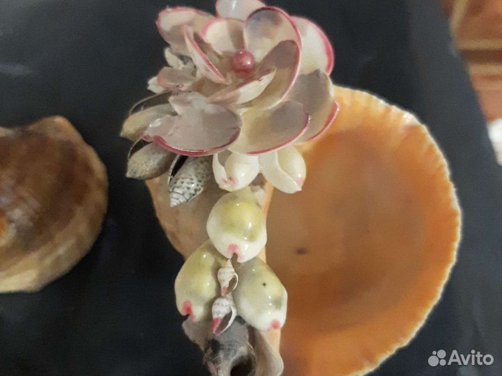 Сувениры из Ракушки