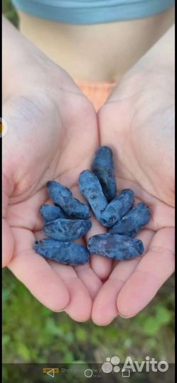 Саженцы жимолости