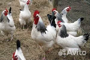 Бройлерные цыплята,несушки,утята