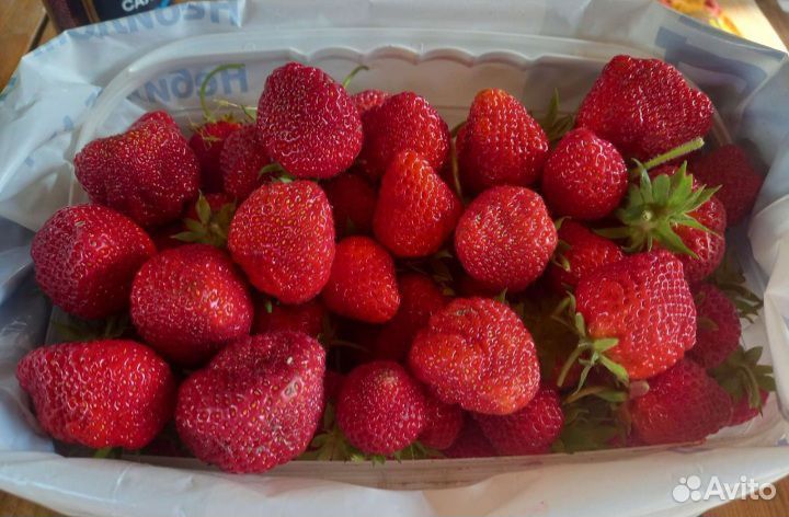 Рассада клубники