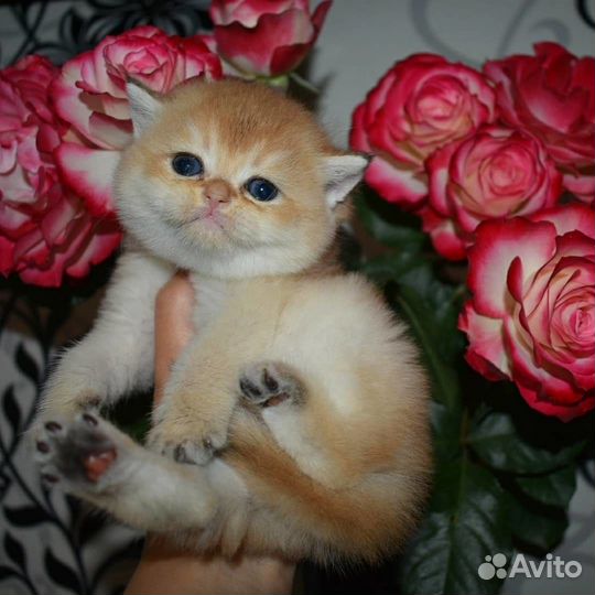 Клубные британцы золотая шиншилла