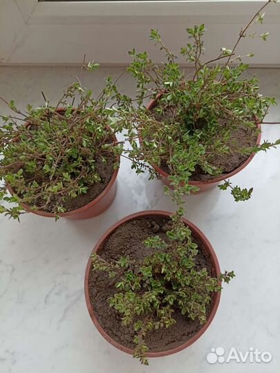 Рассада чабрец