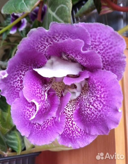 Комнатные цветы Глоксиния