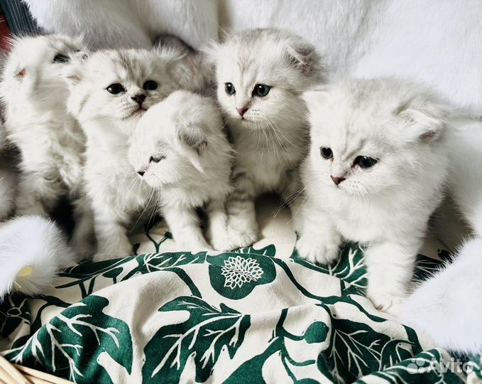 Шотландские котята 2,5 месяца