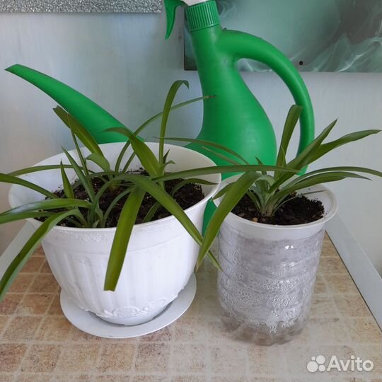 Хлорофитум и росток