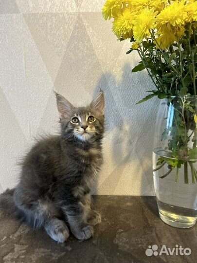 Котята мейн кун
