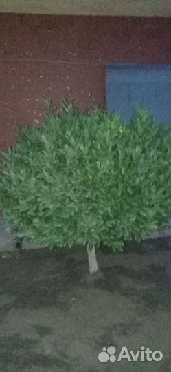 Можжевельник,туи,розы