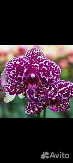 Орхидея Дикий кот