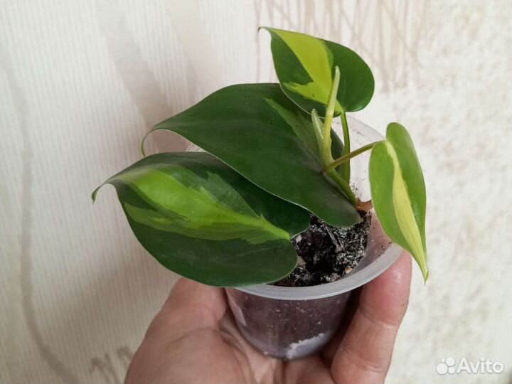 Филодендроны и другие цветы