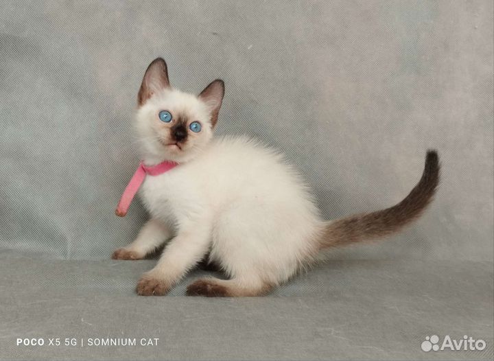 Тайские котята. Питомник