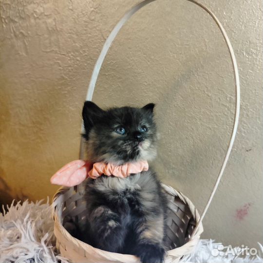 Котята в добрые руки бесплатно