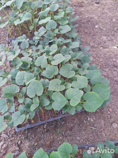 Рассада помидор и огурцов