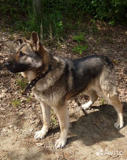 Верная собака в добрые руки