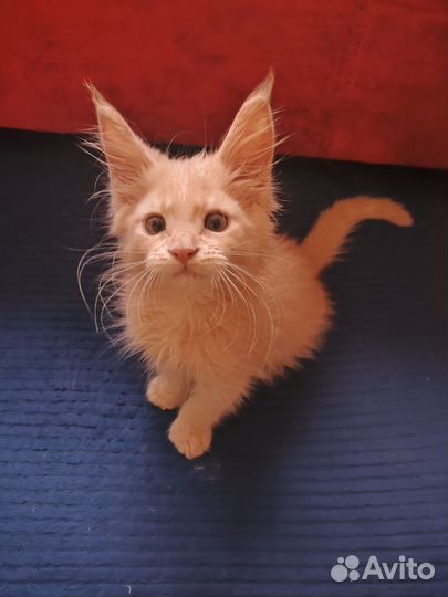 Котёнок Мэйнкун