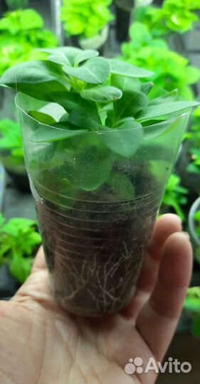 Петунья Рим Маджента