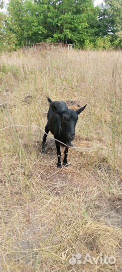 Козы дойные