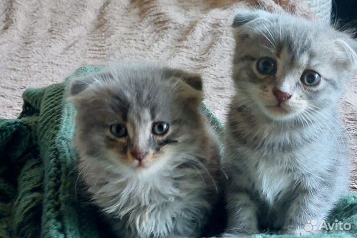 Шотландские