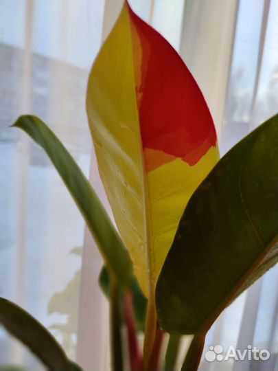 Филодендрон Санлайт Ред сплеш