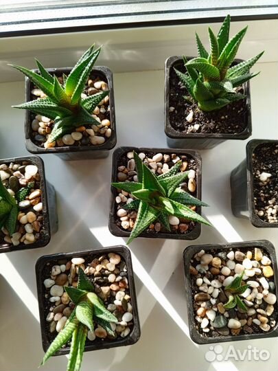 Суккуленты детки, хавортия