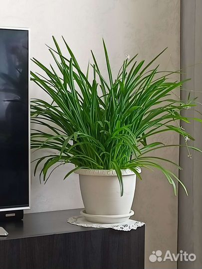 Хлорофитум детка на срез, драцена песня индии